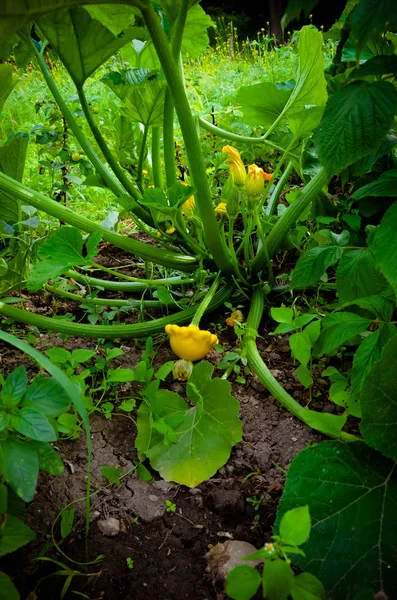 Baby Zomerpompoen. Patisson plant groeit in tuin — Stockfoto