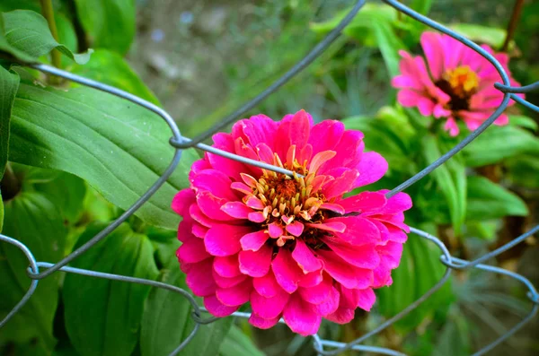 Квіти цинії цвітуть уздовж паркану — стокове фото
