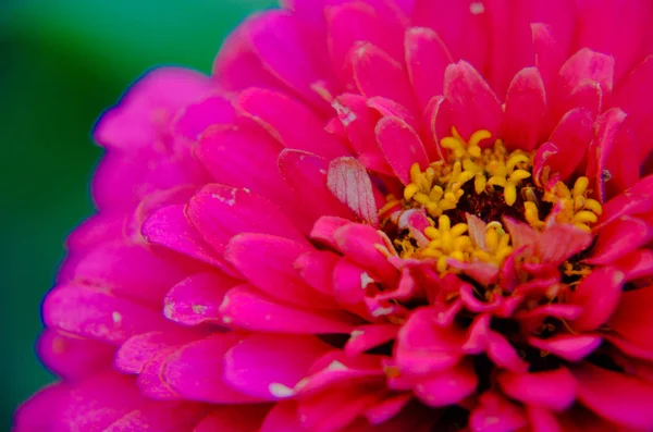 Bir güzel pembe zinnia çiçeği yakın çekim