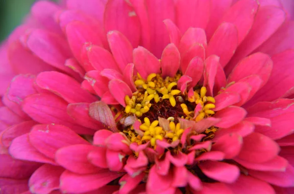 Primer plano de una hermosa flor de zinnia rosa —  Fotos de Stock