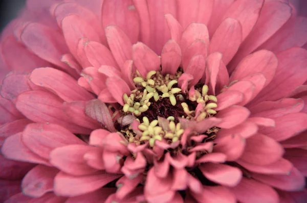 아름 다운 핑크 백 일초 꽃의 클로즈업 — 스톡 사진