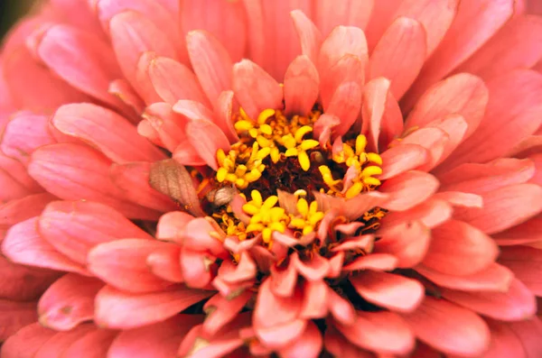 Bir güzel pembe zinnia çiçeği yakın çekim