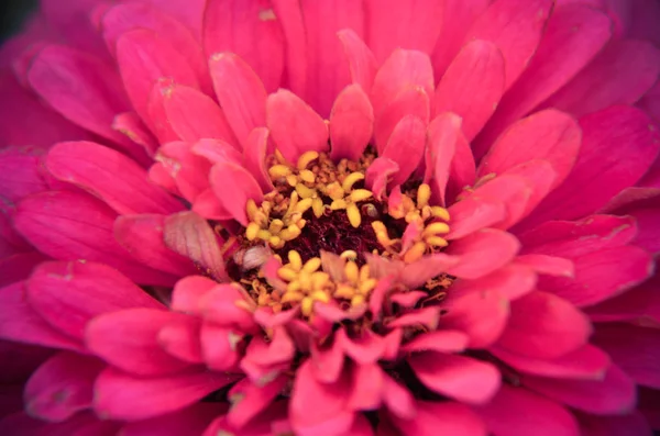 Κοντινό πλάνο του μια όμορφη Ζίννια ροζ λουλούδι — Φωτογραφία Αρχείου