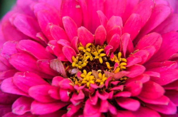 美しいピンクのジニアの花のクローズ アップ — ストック写真