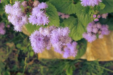 Mavi diş ipi çiçek veya Bluemink, Blueweed, kedi ayak, İnnsbruck Meksika boya fırçası