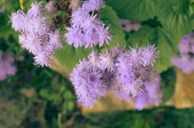 Mavi diş ipi çiçek veya Bluemink, Blueweed, kedi ayak, İnnsbruck Meksika boya fırçası