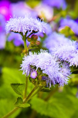 Mavi diş ipi çiçek veya Bluemink, Blueweed, kedi ayak, İnnsbruck Meksika boya fırçası
