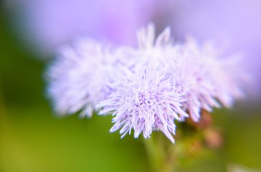 Mavi diş ipi çiçek veya Bluemink, Blueweed, kedi ayak, İnnsbruck Meksika boya fırçası
