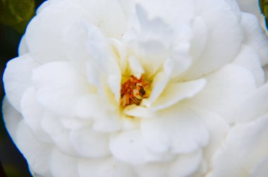 beyaz gül yaprakları yakın çekim