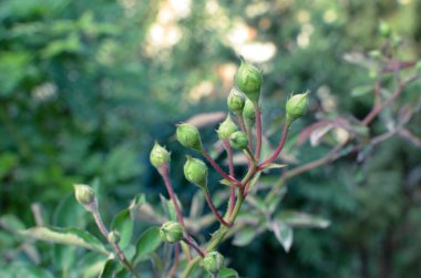 Bahçe bir arka plan üzerinde beyaz gül bud. Yeni tomurcuklar.