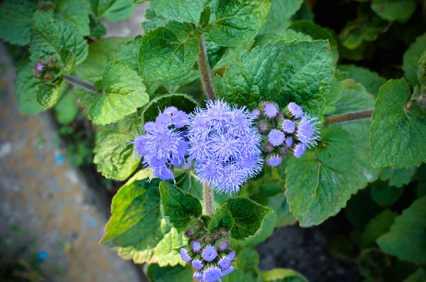 Flores de Floss Azul o Bluemink, Blueweed, Pie de Coño, Pincel Mexicano en Innsbruck —  Fotos de Stock