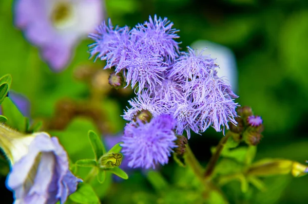 Blaue Seidenblumen oder Blautöne, Blaukraut, Muschifuß, mexikanischer Pinsel in innsbruck — Stockfoto