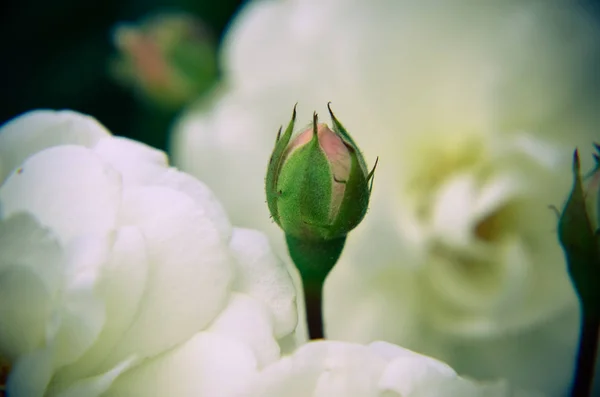 정원 배경에 흰색 장미 꽃 봉 오리입니다. 새로운 싹. — 스톡 사진