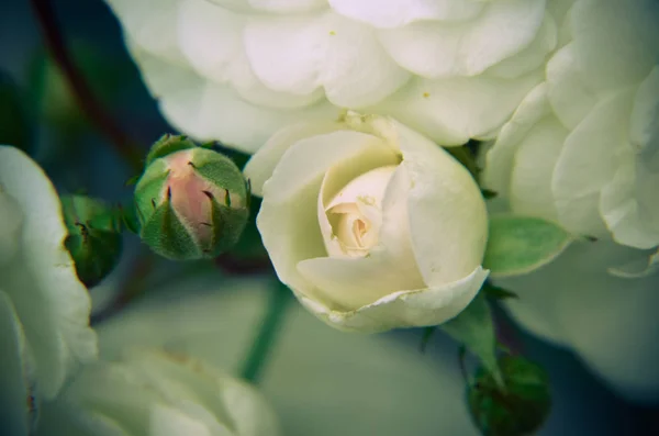 Gema de rosa branca em um fundo de jardim. Novos botões . — Fotografia de Stock