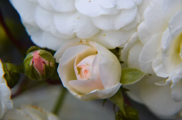 Biała Róża pączek na tle ogród. Nowe pąki. — Zdjęcie stockowe