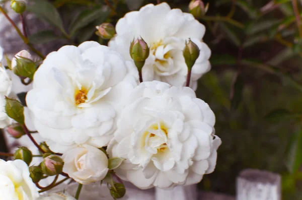Біла троянда на фоні паркану — стокове фото