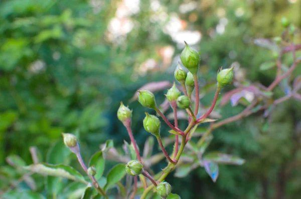 Bahçe bir arka plan üzerinde beyaz gül bud. Yeni tomurcuklar.