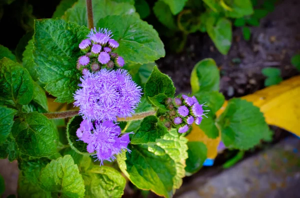 Blue Floss Flores ou Bluemink, Blueweed, Pé Buceta, Pincel mexicano em Innsbruck — Fotografia de Stock