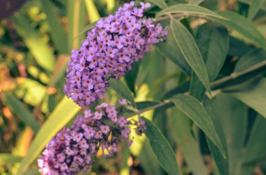 Bloom buddleja davidii kelebek Bush