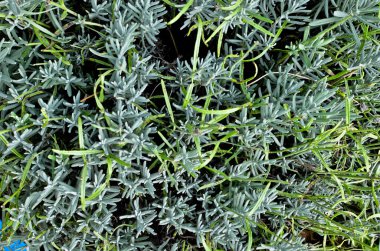 çiçekler olmadan taze lavanta bitki yakın