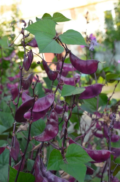 Special heirloom purple green beans