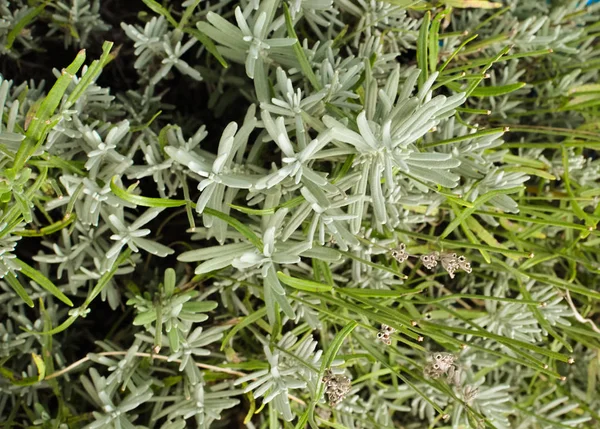 Close up van verse lavendel plant zonder bloemen — Stockfoto
