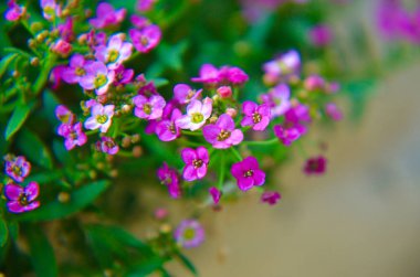 güzel pembe çiçekler arka plan