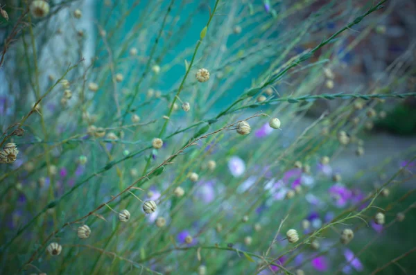 Linum macrorhizum Dekoratif keten yeşil bitki — Stok fotoğraf