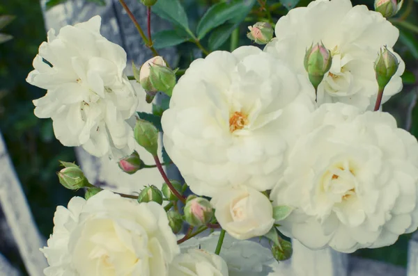 Біла троянда на фоні паркану — стокове фото