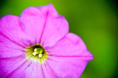 Bahçede petunya çiçekleri açar.