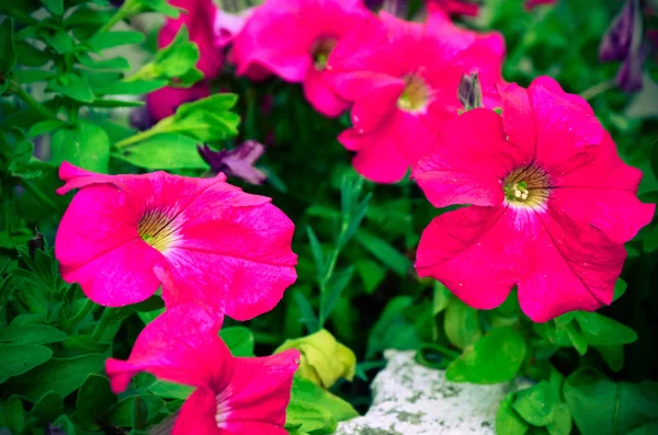 Fiori di petunia fioriscono in giardino — Foto Stock