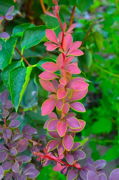 Autumn barberry of Tunberg Berberis thunbergii, a branch with red leaves and berries — Stock Photo, Image