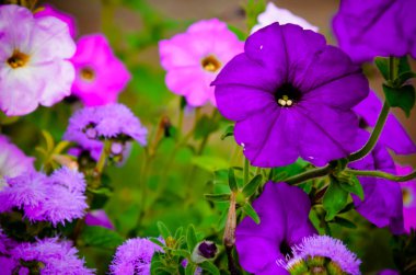 Renkli petunya çiçekleri kapanıyor.