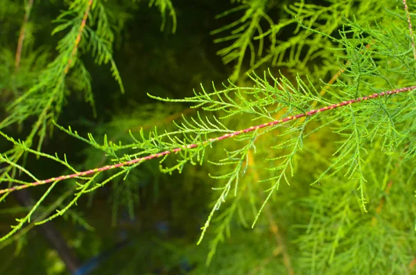 Tamarix dallar yeşil bir arka plan üzerinde — Stok fotoğraf