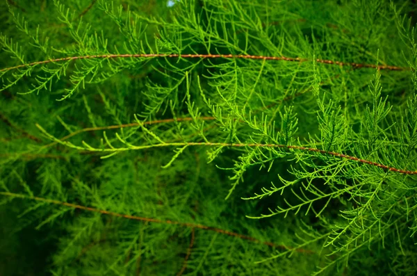 Tamarix ramas sobre un fondo verde — Foto de Stock
