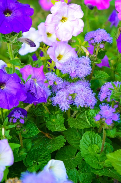 Coloridas flores de petunia de cerca. —  Fotos de Stock