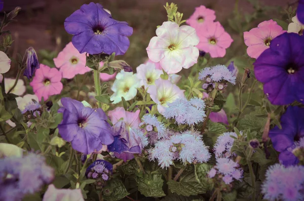 Renkli petunya çiçekleri kapanıyor.