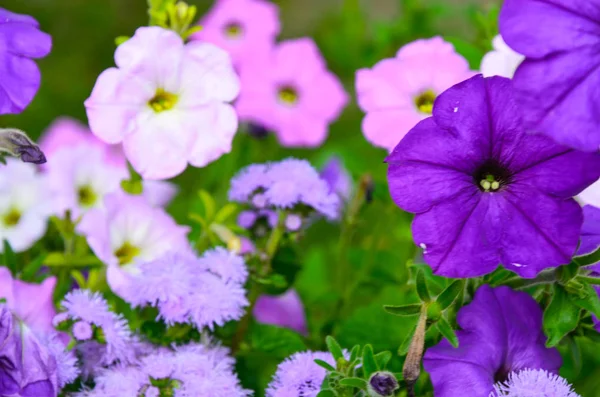 Renkli petunya çiçekleri kapanıyor.