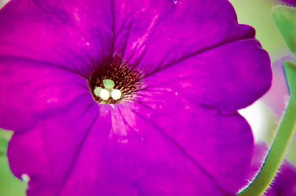 Purple petunia bloom flower garden closeup — Stock Photo, Image