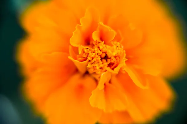 Macro de flor de calêndula em grande plano . — Fotografia de Stock
