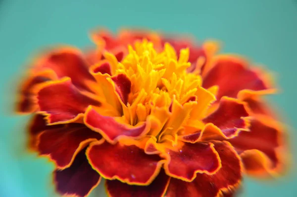 빨간색 노란색 가장자리 식물 꽃의 근접 촬영 — 스톡 사진