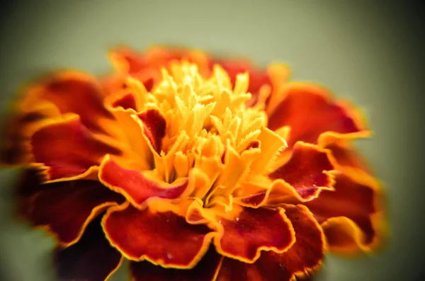 빨간색 노란색 가장자리 식물 꽃의 근접 촬영 — 스톡 사진