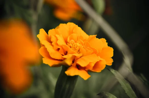 Macro di fiore di calendula in grande primo piano . — Foto Stock