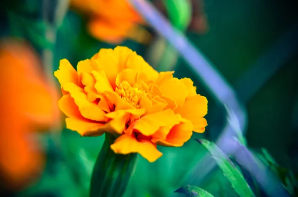 Macro de flor de calêndula em grande plano . — Fotografia de Stock