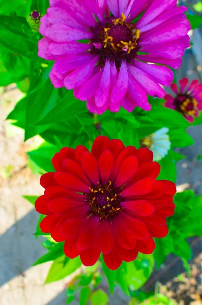 Ціннія Элеганс декілька квітів у саду — стокове фото