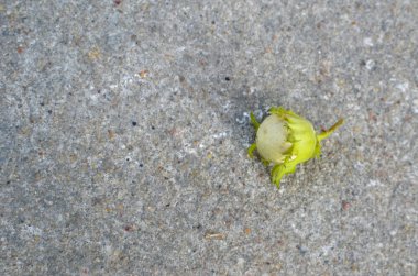 Asfalt üzerinde yeni yeşil fındık