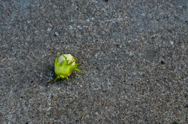 Νέο πράσινο φουντούκια στην άσφαλτο — Φωτογραφία Αρχείου