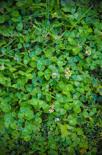 Erba verde come sfondo in estate — Foto Stock