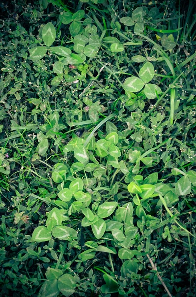 Zielona trawa jako tło w lecie — Zdjęcie stockowe