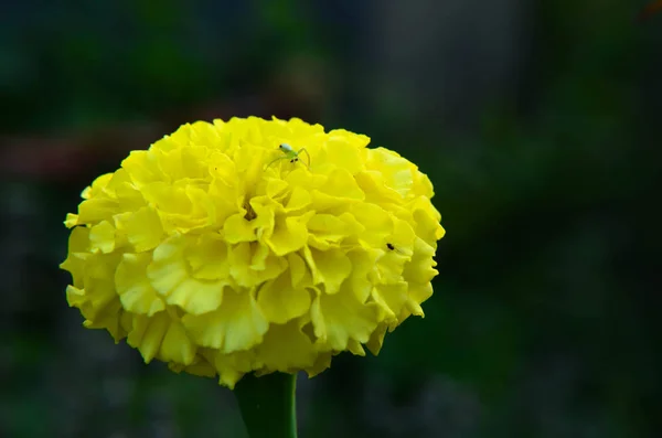 Macro de flor de caléndula en gran primer plano . — Foto de Stock
